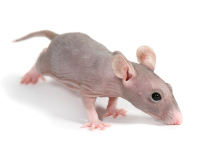 hairless_rat1.jpg