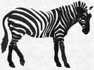 zebra_сонца.jpg