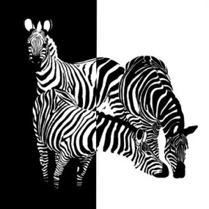 zebras.jpg