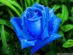 beautiful-blue-roses-wallpapers-1024x768.jpg
