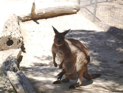 Ballarat Wild Life Park 080 1.jpg