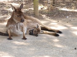 Ballarat Wild Life Park 146.JPG