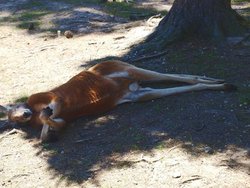 Ballarat Wild Life Park 106 1.jpg 1.jpg