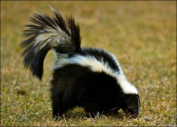 skunk6.jpg