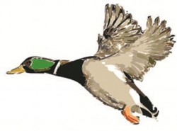 duck logo.jpg