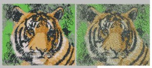 tiger.jpg