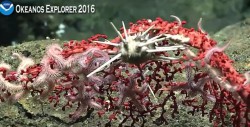coral_urgin_feather-star.JPG
