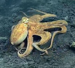 octopus.JPG