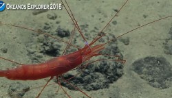 shrimp-with-leach.JPG
