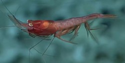 shrimp-11a.JPG