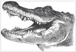 крокодил2.jpg
