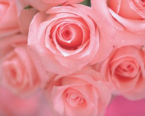 розовые розы.jpg