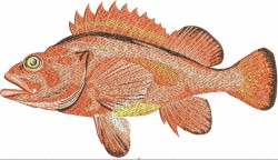 rockfish copper rockfish striped bass qui red fish.jpg