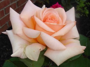 my roses2a.jpg