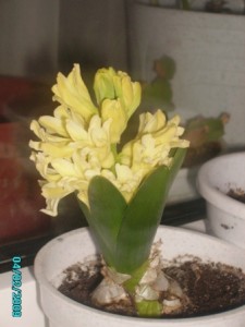 Копия PICT1035.JPG