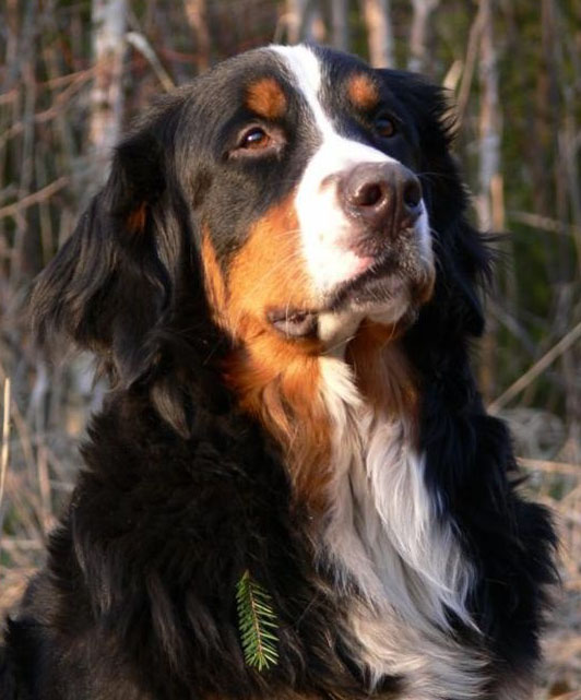 Собака "черная"