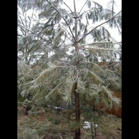 кап-кап-кап... ледяным дождем