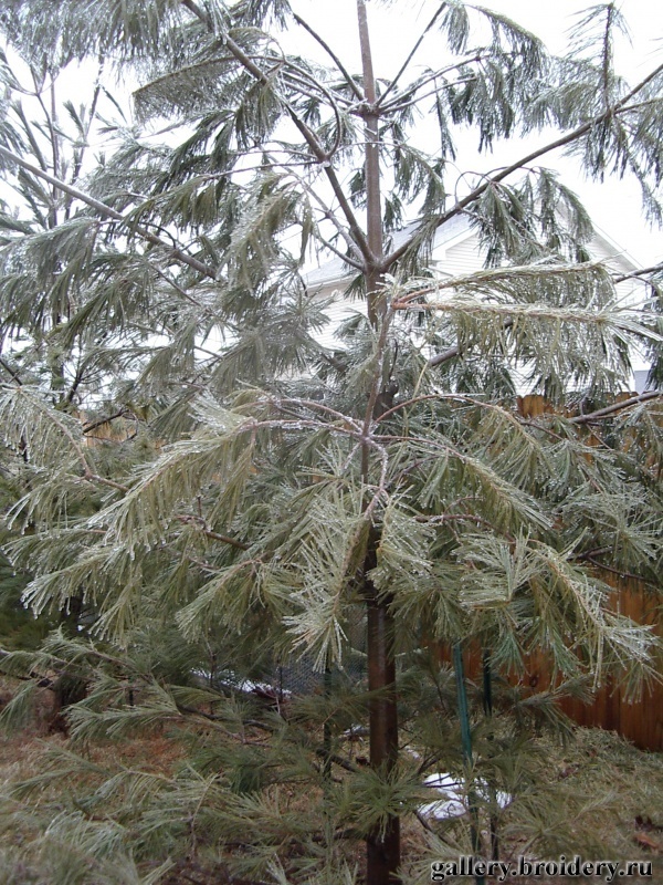 кап-кап-кап... ледяным дождем