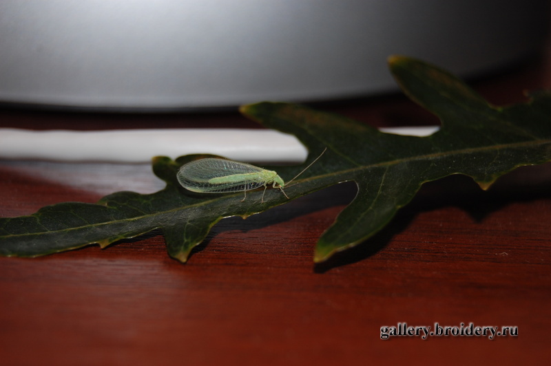 ... а у нас - вот это красотка!