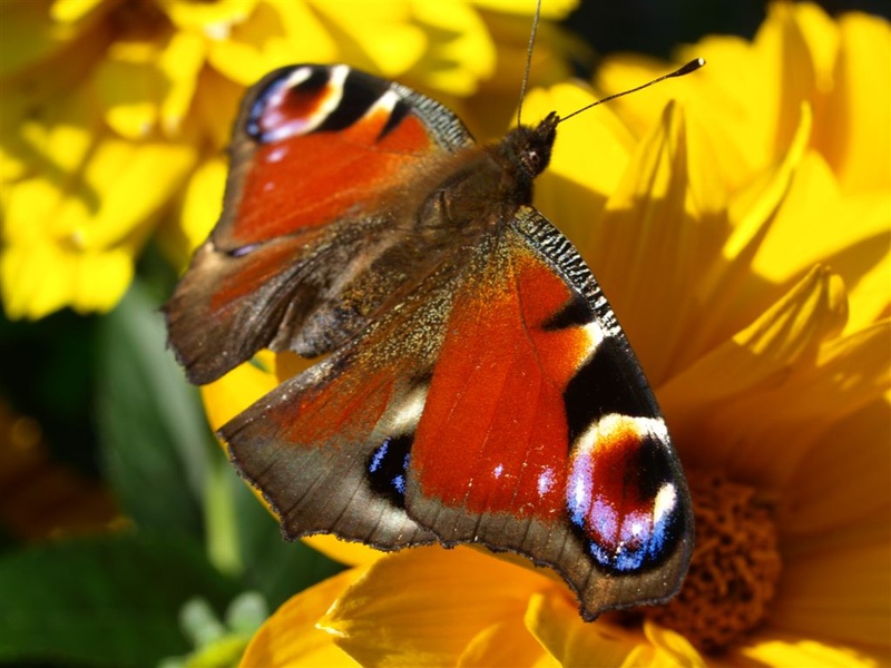 P7233523