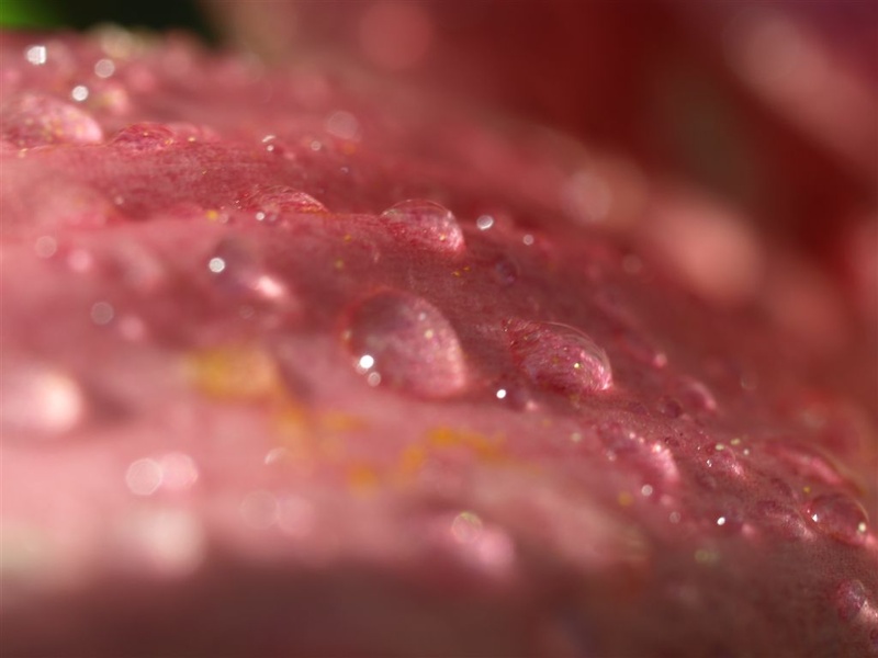 P7233493