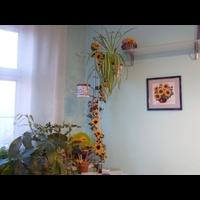 Подсолнухи