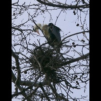 Айя Софья. Парк. Цапли. 