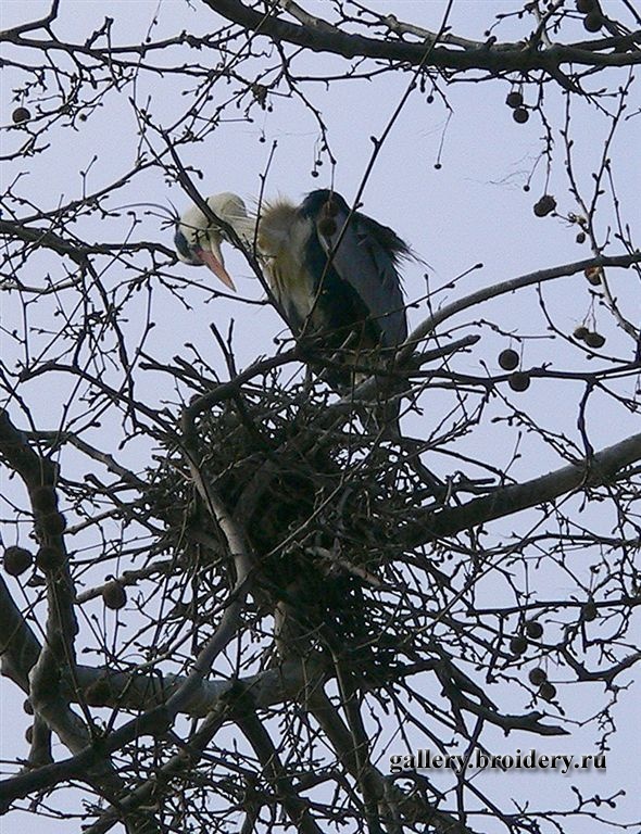 Айя Софья. Парк. Цапли. 