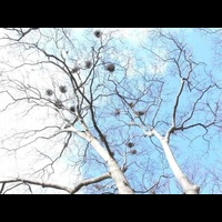 Айя Софья. Парк. Цапли