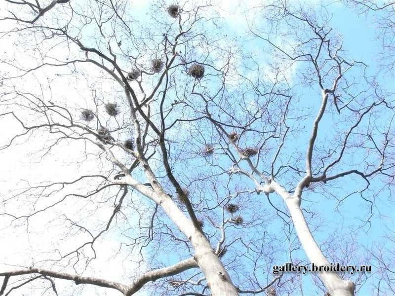 Айя Софья. Парк. Цапли