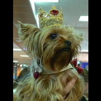 Корона собачьей империи. Машинная вышивка. 