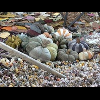 Здесь тыквы выстроились в ряд. Лоскутное шитье. Фестиваль квилта в Японии. 