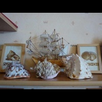 Ракушка в интерьере