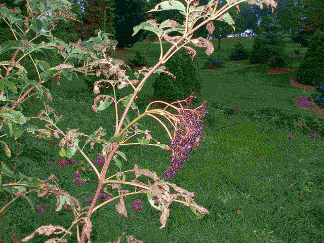 P9254962.JPG