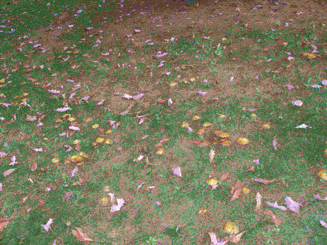 P9254947.JPG