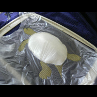 Машинная вышивка. Черепашка