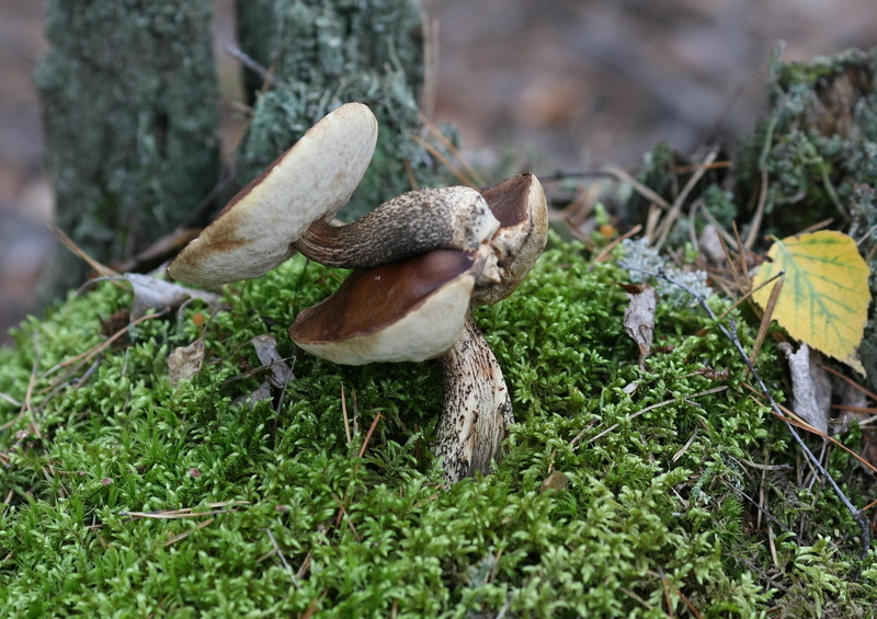 Двухъярусные грибы