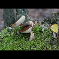 Двухъярусные грибы