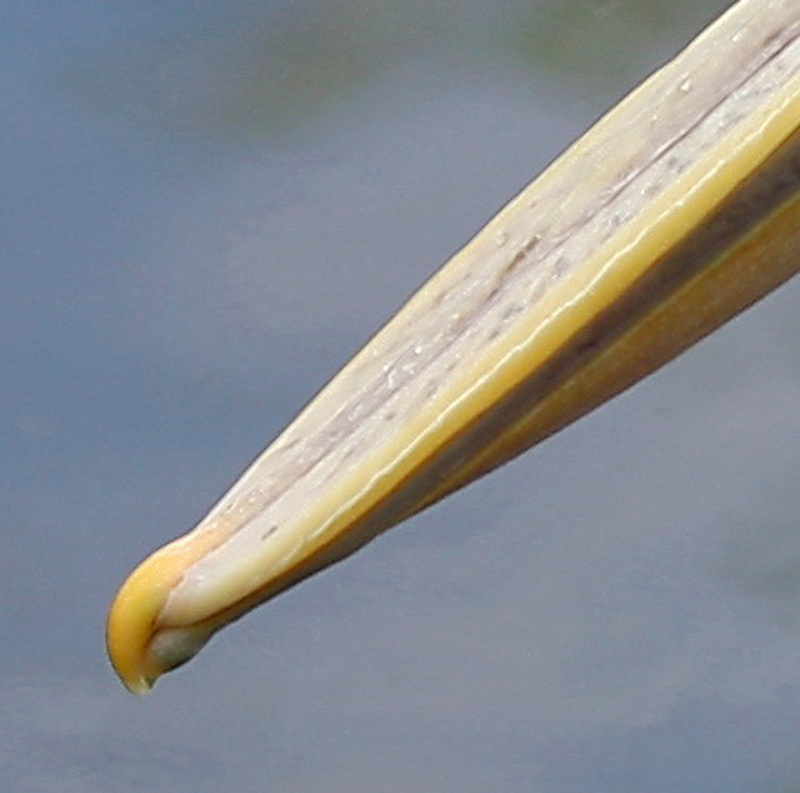 Кончик клюва пеликана