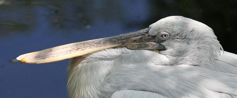 Голова пеликана