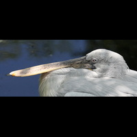 Голова пеликана