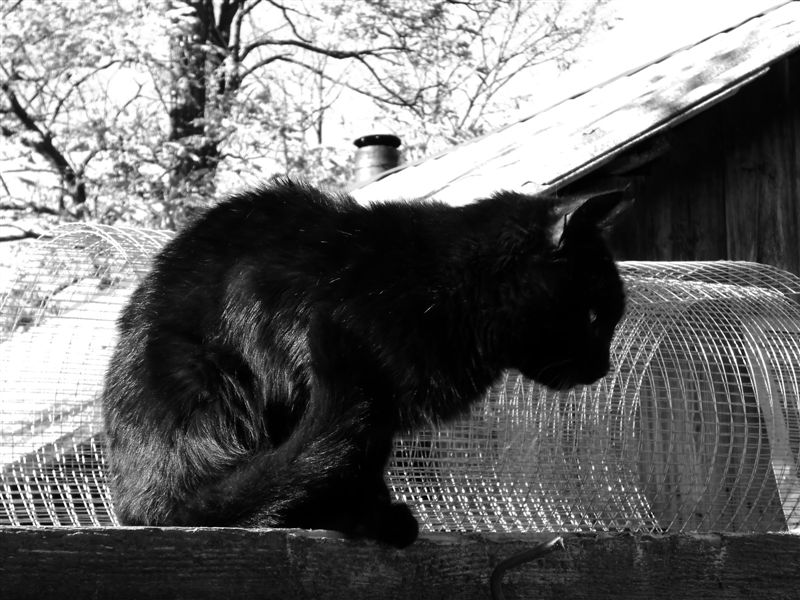 Черно-белое фото. Кот.