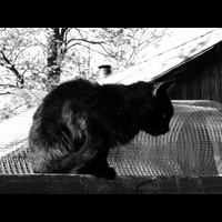 Черно-белое фото. Кот.