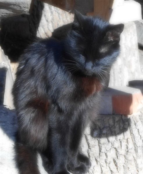 Кот