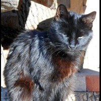 Черный кот - 3