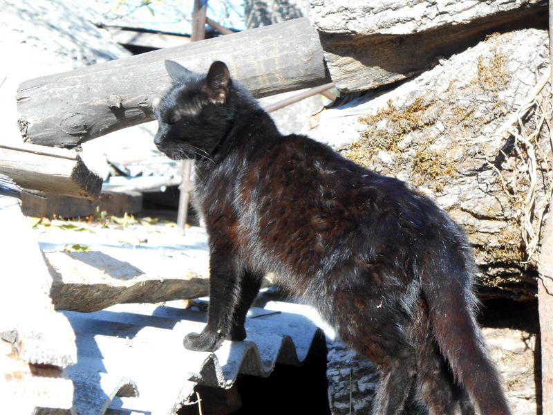 Кот