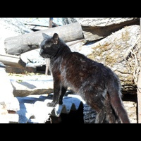 Кот