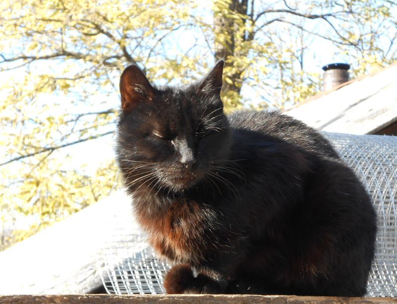 Кот на крыше.