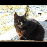 Кот на крыше.