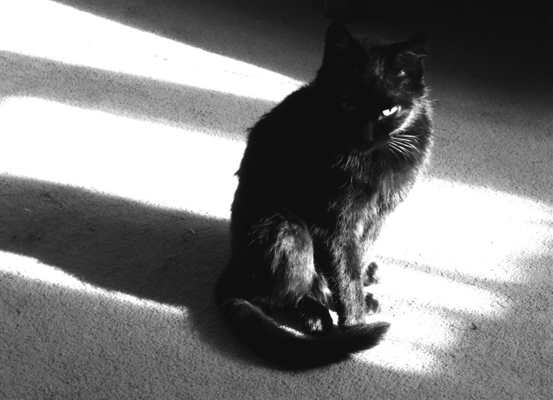 Черный кот -1